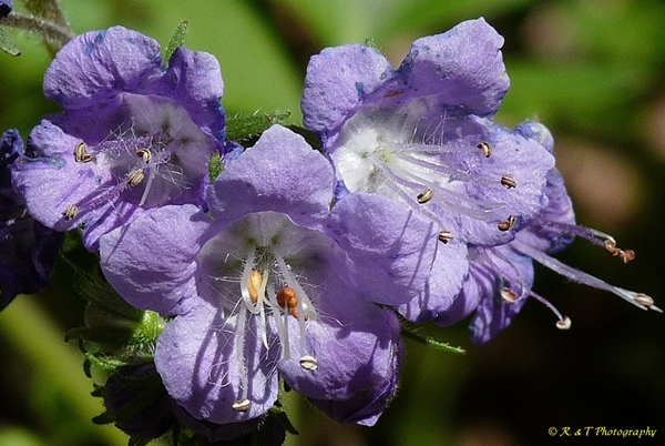 {Phacelia bipinnatifida}